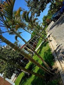 a group of palm trees in a park at Los Angeles Hotel in Huaral