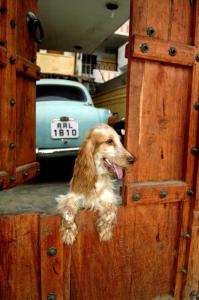 Ospiti di Sneh Deep Guest House con animali domestici