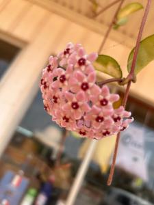 un ramo de flores rosas en una rama de árbol en Oasis Exchange Hotel, en Torrens Creek