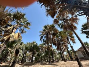 a group of palm trees in front of a house at Nyantanto Eco Lodge in Gunjur