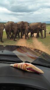 a herd of elephants walking down a dirt road at superson 90b in Udawalawe