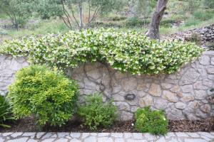 A garden outside Asplathia Villas Lefkada