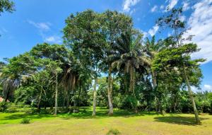 a group of palm trees in a park at Philo Leisure Gardens in Kalangala +34 photos