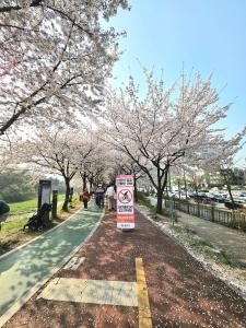 a sign in the middle of a path withakura trees at Hej Hi Home II in Seoul