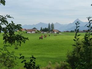 a group of cows grazing in a green field at Pension Weißer Hirsch in Füssen +19 photos