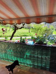 a black dog walking in front of a table with plants at Casa Stefano in Siena