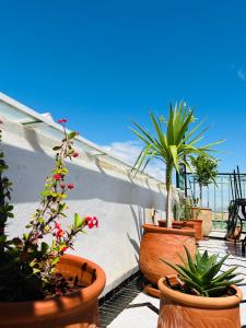 Fès al BaliにあるRiad Fes Miracleの鉢植えの群れ