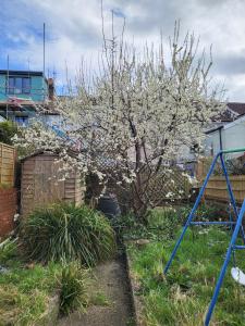 a tree with white flowers in a yard at Easton's Little Secret in Bristol +9 photos