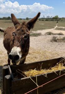 Afbeelding uit fotogalerij van Quintal Alentejano in Zambujeira do Mar +5 foto's