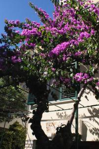 Gallery image of Villa Ivona in Makarska