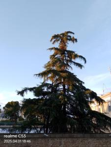 un grande pino di fronte a un edificio di 111 Guest House a Bari