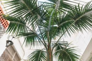 a palm tree in front of a wall at Hostal Regina in Blanes