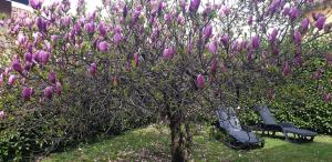 A garden outside Villa Iris -Pet friendly stay - garden - private parking- Bike friendly holiday house