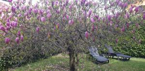 A garden outside Villa Iris -Pet friendly stay - garden - private parking- Bike friendly holiday house