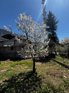 un árbol con flores blancas en un campo en By The Way, en Manali 8 fotos más