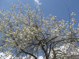 a tree with white flowers on it at Klampererhof in Virgen