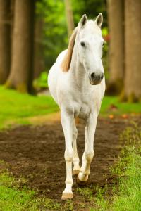 Tiere in der Pension oder in der Nähe