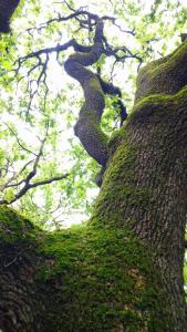 a large tree with green ivy growing on it at La Ferme Les Eybrachas in Réauville +16 photos