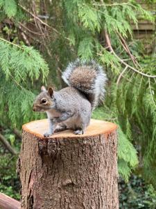 a squirrel sitting on top of a tree stump at Parrys Hideaway in Lympstone