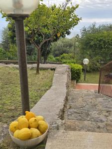 A garden outside Domus Anxur