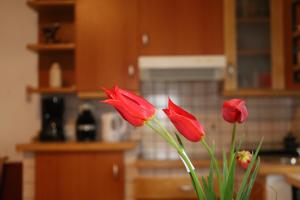 Kuchyň nebo kuchyňský kout v ubytování Apartment Norma