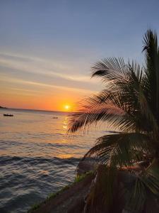 a palm tree on the beach with the sunset at Laguito Suites Cartagena in Cartagena de Indias