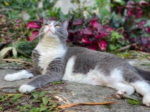 a gray and white cat laying on the ground with flowers at Kubla Khan - Chirripó Mountain Riverfront Retreat in Rivas