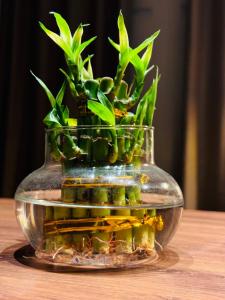 Fotografie z fotogalerie ubytování The Ganesh Kuti v destinaci Patan