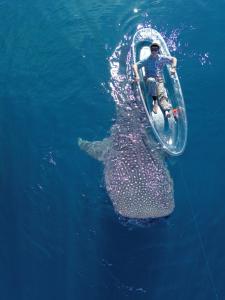 a man riding on a raft over a whale shark in the water at Kasuari Homestay by Ipoeng RB&B in Telaga