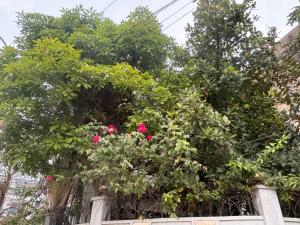 a group of trees with pink flowers on a building at lizhome in Da Nang +2 photos