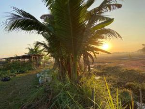 una palmera en un campo con la puesta de sol en el fondo en OrganicHomeFarmStay, en Ban Na Sông
