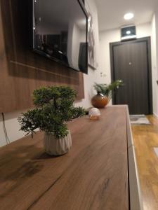 aotted plant sitting on top of a kitchen counter at COMODO "Green Hill" in Soko Banja