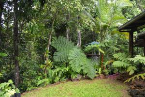 un jardin avec des plantes et des arbres verdoyants dans l'établissement Tropical Bliss bed and breakfast, à Mena Creek