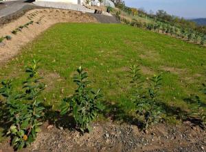 a field of grass with plants on the side of a road at Holiday Home Martin in Varaždinske Toplice