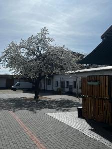 a tree in the middle of a courtyard with a building at Unseburg-Brauhaus GmbH,Family,FW 6 in Unseburg