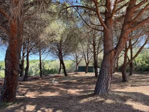 een groep bomen in een veld met een gebouw bij SAINT FLORENT - Studio 3 pers balcon vue mer FLO127 in Saint-Florent