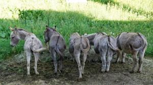 a group of horses standing in a field at Eselstall Karl in Löhma
