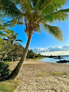 a palm tree on a beach next to the water at Trou aux Biches Cosy House in Trou aux Biches