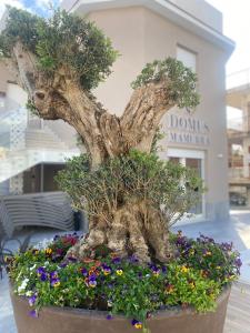 a bonsai tree in a pot filled with flowers at Domus Mamurra in Formia