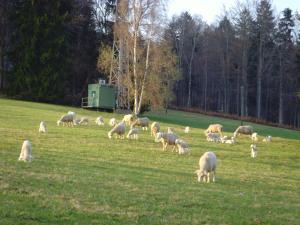Zvieratá vo vidieckom dome alebo blízkom okolí