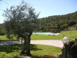 un albero in un campo con piscina di Country House La Casa Paterna a Monte Santa Maria Tiberina