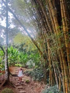 a woman walking through a bamboo forest at Acqua Jungle Lodge, Bangalô na selva in Abraão