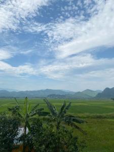 a green field with two palm trees in the foreground at Phong Nha Banana's Homestay in Phong Nha
