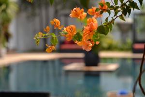 Bazén v ubytování Eureka Villas Siem Reap nebo v jeho okolí