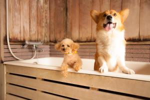 two dogs are sitting in a bath tub at Wan Wan Paradise Takayama in Takayama