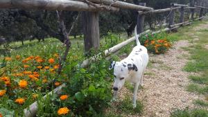 Vonkajšia záhrada v ubytovaní Apartamentos Rurales En Plena Sierra