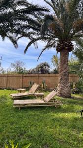 a group of lounge chairs next to a palm tree at Calanave 10 in Ventotene