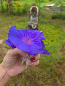 Imagen de la galería de Shiva Retreats Stay with Yoga Retreats & all Foods Included at Yoga Ashram, Arambol Goa, en Arambol