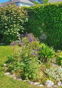 a garden with purple flowers in front of a hedge at Old Vicarage Mortehoe Near Woolacombe 2 x sleeps 4 and 1 x sleeps 10 cottages in Mortehoe