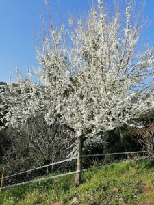 Fotografia z galérie ubytovania MASIA CAN SUNYER AGROTURISMO v destinácii La Garriga